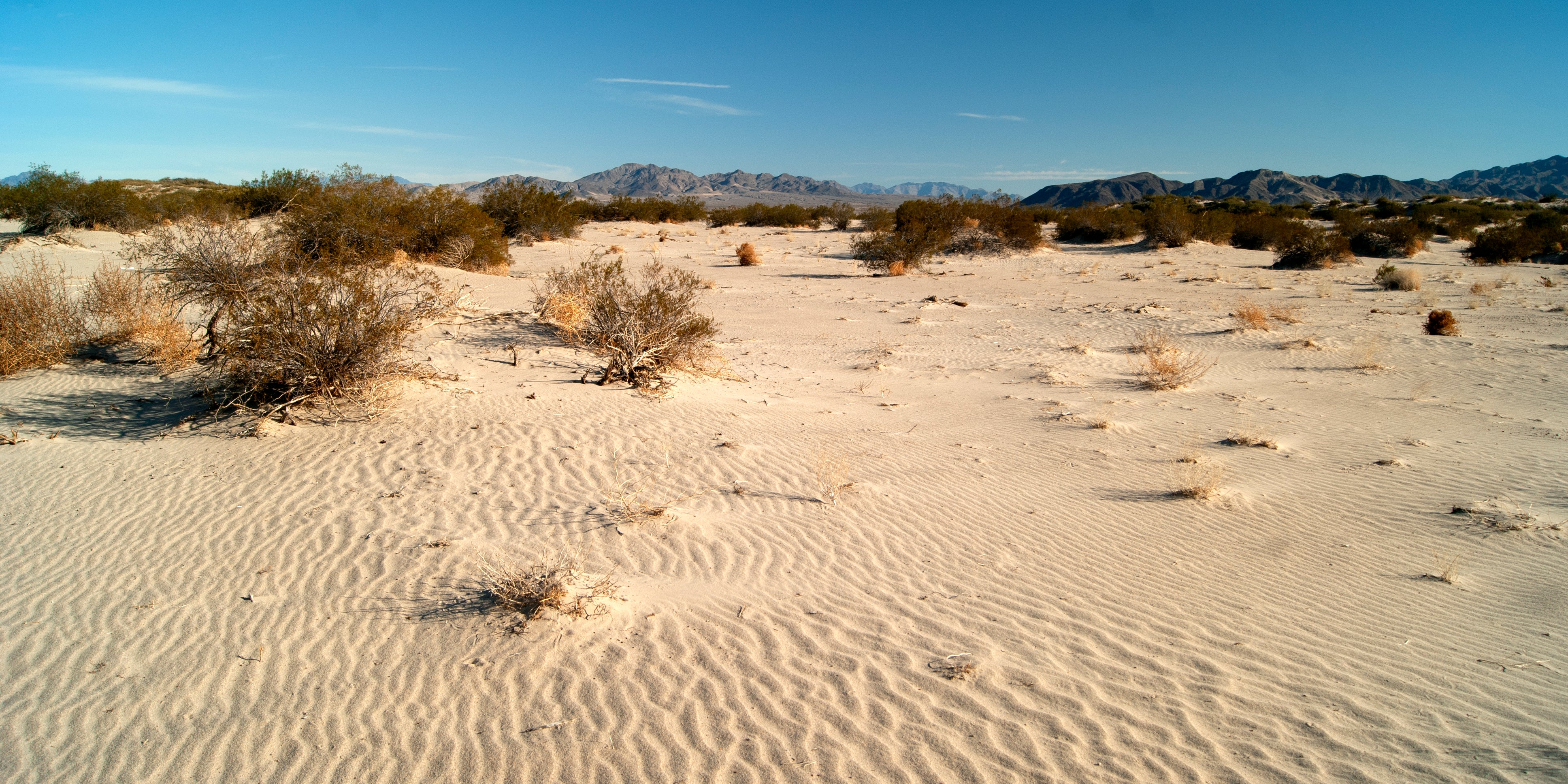 Giving Back: Spotlight on Mojave Desert Land Trust