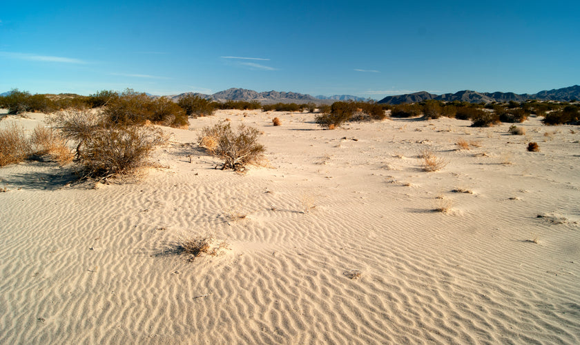 Giving Back: Spotlight on Mojave Desert Land Trust