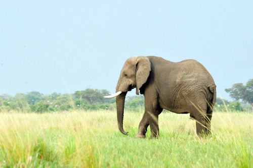 Make Yourself Heard: 10 Days for Elephants with WCS