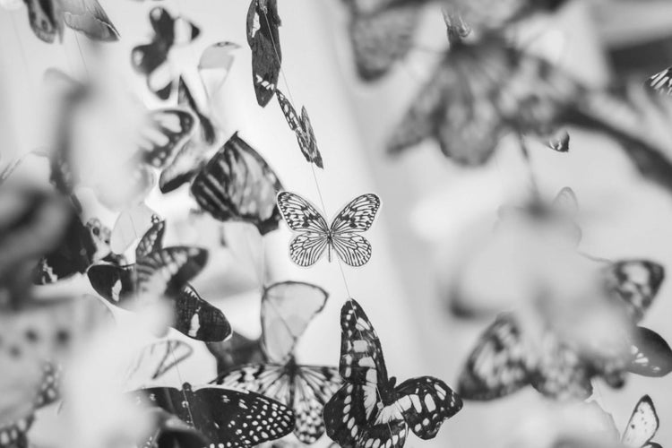 Giving Back: Spotlight on North American Butterfly Association