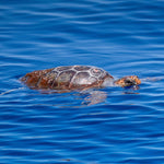 Mission Blue Charity