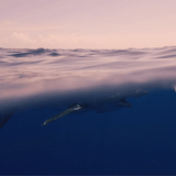 4ocean Shark Bracelet